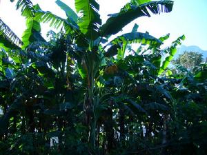 街南自然村農村經濟-香蕉