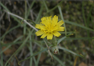帚狀鴉蔥 帚狀鴉蔥