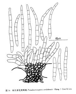 科爾多瓦假尾孢