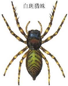 白斑獵蛛