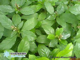 黑葉接骨草 黑葉接骨草