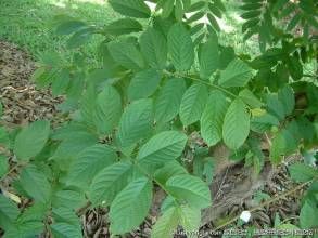 邊莢魚藤 邊莢魚藤