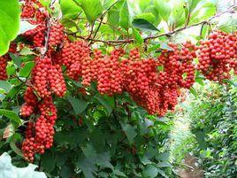 集安五味子 集安五味子