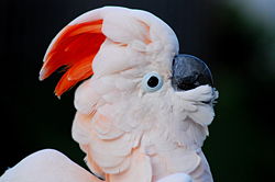 摩鹿加鳳頭鸚鵡