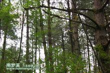 森林 瀑布 風景 山水 溪水 小河 山峰 雪景
