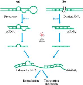 RNA干擾基因沉默