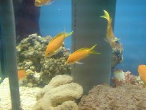 (圖)合肥漢海極地海洋世界