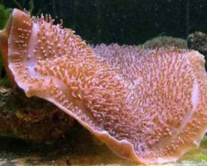 象耳香菇珊瑚