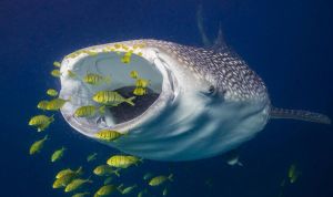 Whale shark