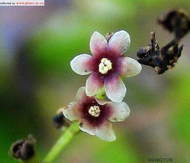 盾葉薯蕷 盾葉薯蕷