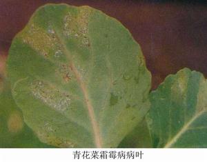 青花菜、紫甘藍霜霉病 青花菜、紫甘藍霜霉病
