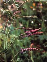 山野豌豆 山野豌豆