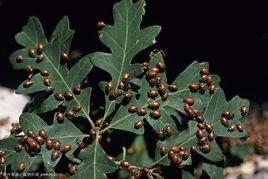 小植物群 小植物群