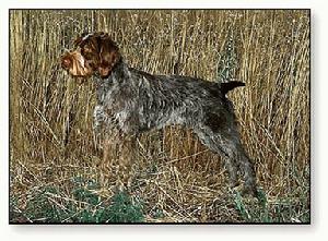 剛毛指示格里芬犬