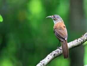 大彎嘴雀 大彎嘴雀
