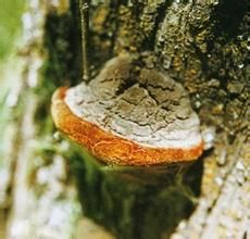 蘋果木層孔菌 蘋果木層孔菌