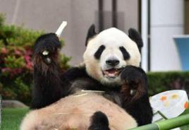 大熊貓永明 大熊貓永明