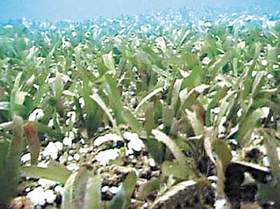 （圖）“海底草原”現海南