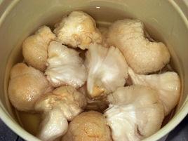 水煮猴頭菇 水煮猴頭菇