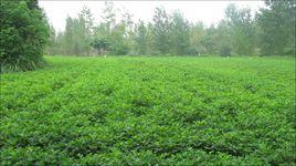 豫花9925 豫花9925