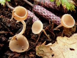 革帶狀杯盤菌 革帶狀杯盤菌