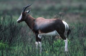 白紋牛羚國家公園 白紋牛羚國家公園