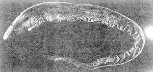 台灣盲鰻 台灣盲鰻