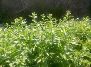 枸杞芽菜 枸杞芽菜