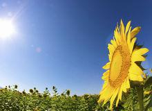 sunflower[菊科向日葵屬植物]