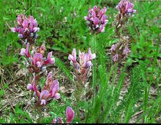 垂花棘豆 垂花棘豆