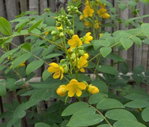 鳳凰草[豆科決明屬植物]