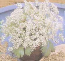 歐洲大茴香 歐洲大茴香