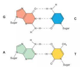 AGCT四種鹼基 AGCT四種鹼基