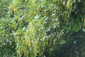 海南線果兜鈴 海南線果兜鈴