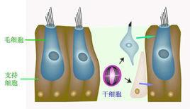 人造內耳毛細胞 人造內耳毛細胞