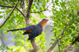 紅嘴地鵑 紅嘴地鵑