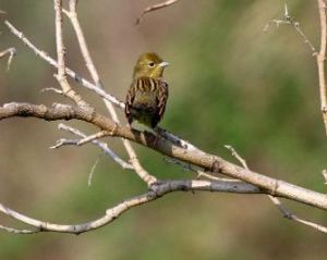 灰頭鵐日本亞種
