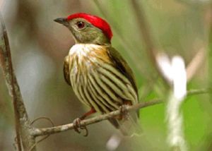 侏儒鳥科 侏儒鳥科