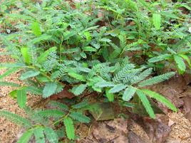 梗通草[梗通草]