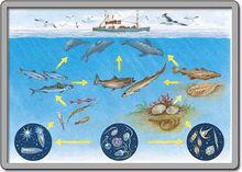 海洋食物網