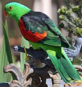 紅翅鸚鵡