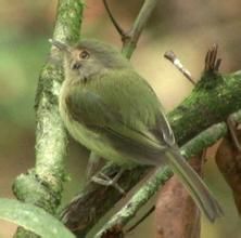 暗胸短嘴霸鶲 暗胸短嘴霸鶲
