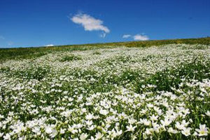 伊犁泡囊草 伊犁泡囊草