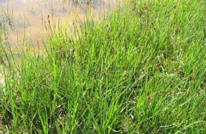 偏穗草科 偏穗草科