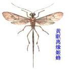 黃眶離緣姬蜂 黃眶離緣姬蜂