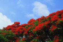 鳳凰木[豆科植物]