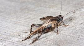 平突扁頭蟋 平突扁頭蟋