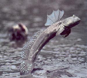 mudskippers