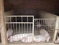 江東自然村農村經濟－生豬養殖