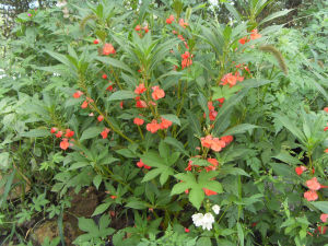 硫色鳳仙花 硫色鳳仙花